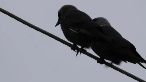 Two crows walking on a wire Stock Footage 236671472