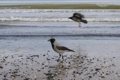 Two Crows at the Water's Edge, Beach Day Stock Photos