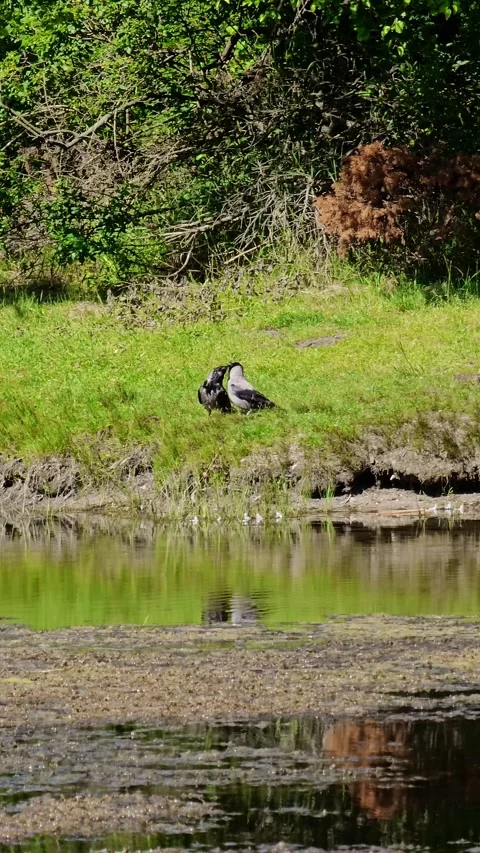 Two crows at the water's edge on a green bank Stock Footage 279053952