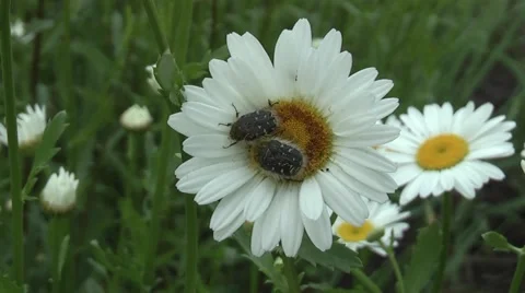 Two crushed bedbug Stock Footage 5700909
