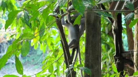 Two cub of monkeys are playing with each other on the tree, Thailand. Video stock 21993719