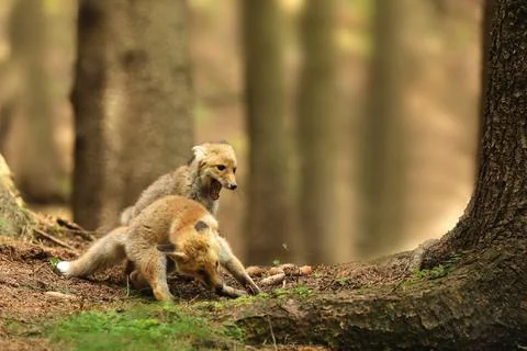 Two cubes of red fox trainig fight - Vulpes vulpes Stock Photos