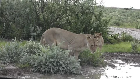 Two cubs approach their mother while she drinks — Part 5 스톡 동영상 320354564