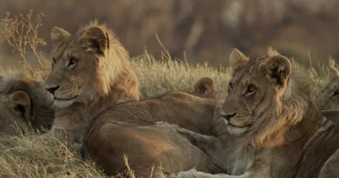 Two cubs looking out- Stock Footage 304118062
