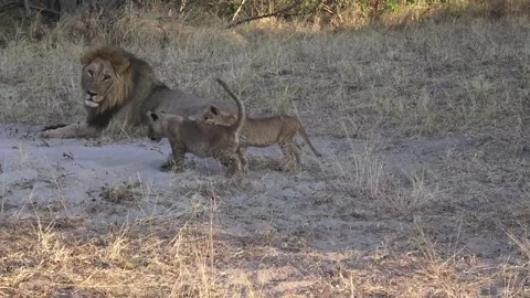Two cubs play with each other’s tail as they run past the resting male 库存影片 319899740
