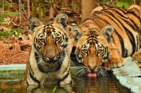 Two cubs of tiger drinking water Stock Photos
