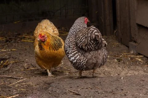 Two cuckoo chickens dancing around. Stock Photos