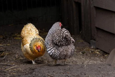 Two cuckoo chickens dancing around. Stock Photos