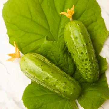 Two cucumbers Stock Photos