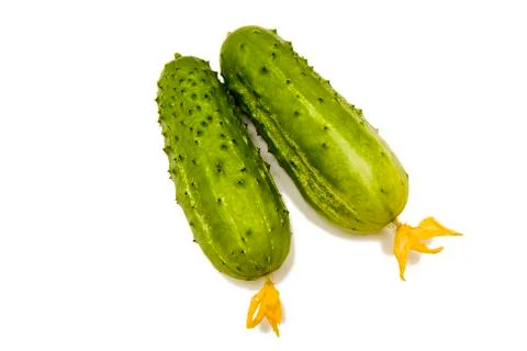 Two cucumbers Stock Photos
