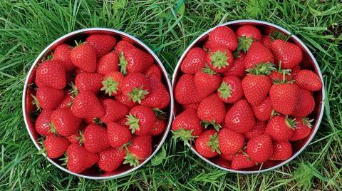 Two cups with red strawberries stand on the grass. Stock Photos