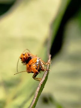 Two curcubit Stock Photos