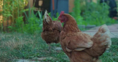 Two Curious Backyard Chickens 4K 48FPS Stock Footage 158777726