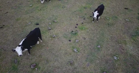 Two curious black baldies look up at the aerial camera and stay stock still. Stock Footage 82919382