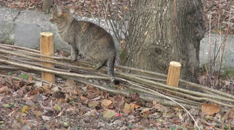 Two curious cat in the backyard, funny animal looking for pray Stock Footage 33529915