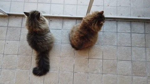 Two curious cat at the window, long haired pets Vídeo Stock 124995251