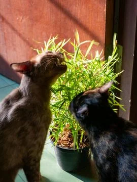 Two curious cats brown tabby and black tortoiseshell sniffing green potted .. Foto stock