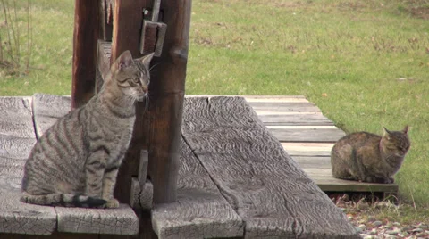 Two curious cats in the garden, funny animal on a bench, looking for pray Stock Footage 33527270