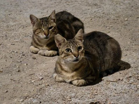 Two curious cats resting on rough gravel ground in sunny outdoor scene, clo.. Stock Photos