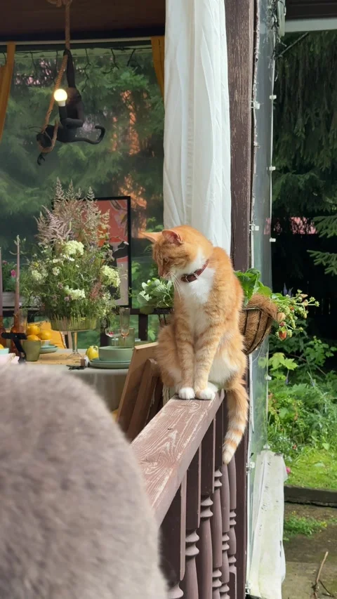 Two Curious Cats Sitting Together on Wooden Porch Railing Stock Footage 342002024