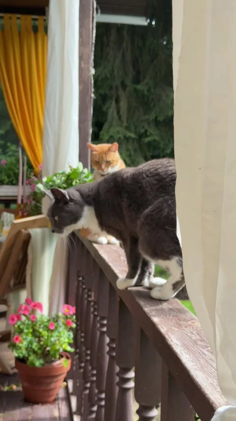 Two Curious Cats Sitting Together on Wooden Porch Railing Stock Footage 342002032