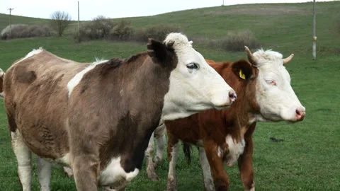Two Curious Cows Looking Into Camera on Pasture Stock Footage 306941990