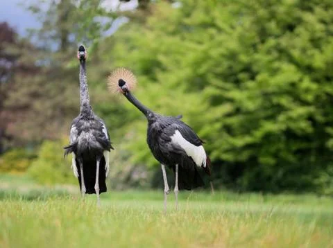Two curious crown cranes Stock Photos