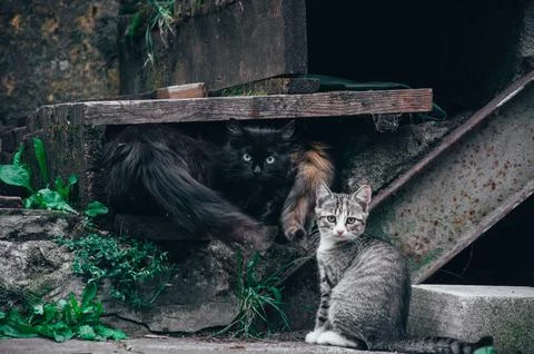 Two curious cute colored cats are hiding near the house Stock Photos