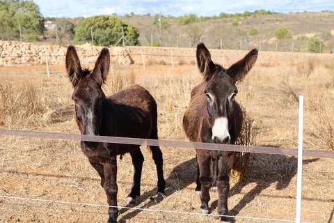 Two curious donkeys standing behind a fence in a rural field Stock Photos