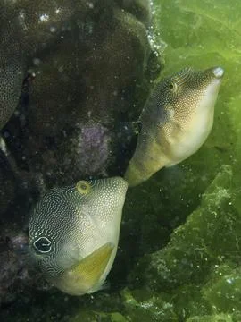Two curious fish with pattern, labyrinth pufferfish (Canthigaster compressa), Stock Photos