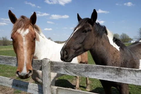 Two curious friendly horses in a paddock Foto stock