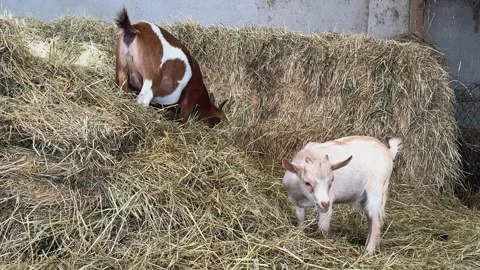 Two Curious Goats Graze and Play in Fresh Hay Bales on a Farm in France Stock Footage 344967480