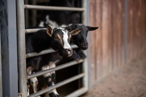 Two curious goats peek through a metal fence inside a rustic farm barn. Stock Photos