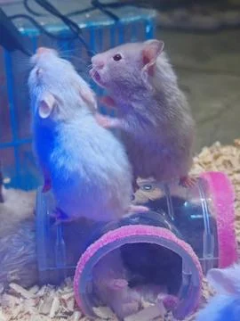 Two Curious Hamsters Standing on a Plastic Toy Tunnel in a Cage Stock Photos