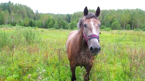 Two curious horses approach the camera, in a field, focus at the end, pov Stock Footage 305856919