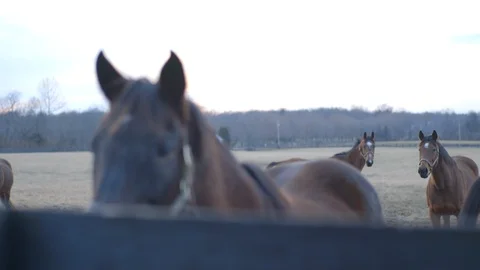Two curious horses  Stock Footage 100478366
