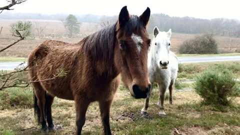 Two curious horses in a forest Stock Footage 147558842
