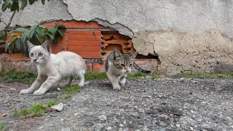 Two Curious Kittens Exploring a Weathered Brick Wall Outdoors Stock Footage 336842438