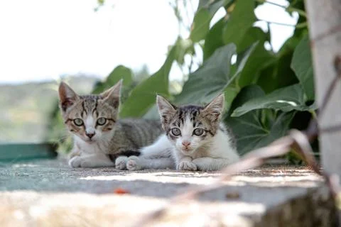 Two curious kittens lie side by side on a sunny day Stock Photos