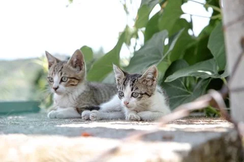 Two curious kittens lie side by side on a sunny day Stock Photos