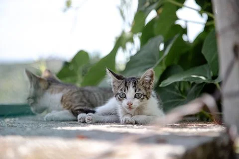Two curious kittens lie side by side on a sunny day Stock Photos