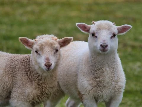 Two Curious Lambs on Fair Isle Stock Photos