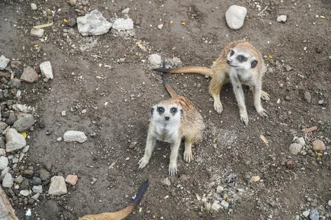 Two Curious Meerkats Observing Their Surroundings on a Sandy, Rocky Terrain Stock Photos