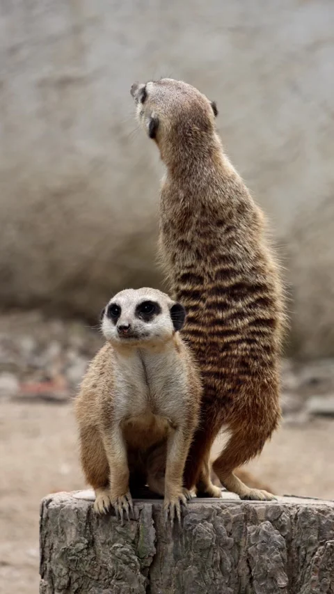 Two curious meerkats standing upright on a tree stump observing their Stock Footage 340909556