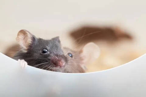 $two curious mice Stock Photos