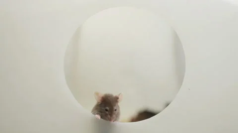 Two curious mouses Stock Footage 48870246