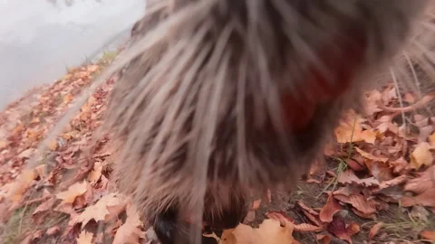 Two of curious Nutrias approaching camera, looks into lens, sniffing and 스톡 동영상 331375432