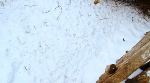 Two curious pigs are walking in the paddock. Winter shot 库存影片 978468