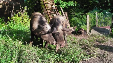 Two curious pigs eating grass on a farm Vídeo Stock 347402954