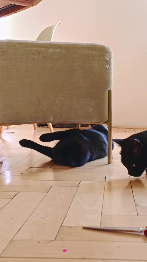 Two curious playful black kittens self entertain to rolling ball motion Vídeos de archivo 307178312